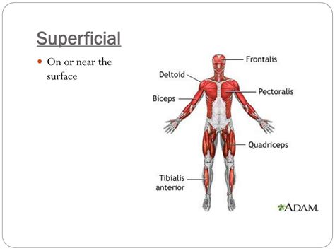 thesuperficial|what is superficial in anatomy.